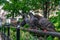 A Row of Pigeons at Union Square Park in New York City