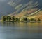 Row Of Pine Trees On Lake Shore.