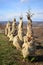 Row of pine trees wrapped in burlap protective covering