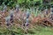 A row of pineapples growing in a plantation