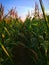 Row plant of corn field with lots of tassel and pollen