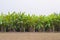 Row of Plantation Banana Trees