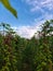 a row of plants looks dead because they are not cared for properly