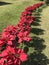Row of Poinsettia or Flame leaf flower plant.