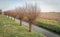 Row of pollard willows along a polder ditch