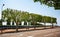 Row of pollarded trees with rectangular shaped canopy, branches in Chalon Sur Saone, Burrgundy, France