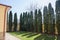 A row of poplar trees in the back yard