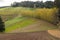 Row of poplar trees in the Dandenong Ranges