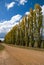 A row of Poplars