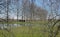 Row of poplars and shed along a flooded meadow in the Flemish countryside