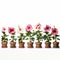 Row Of Potted Hibiscus Plants On White Background