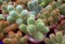 Row of potted Ladyfinger Cactus Succulent Plants For Sale