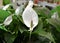 Row of potted Spathiphyllum plant for sale in the garden shop