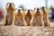 row of prairie dogs on alert with heads raised