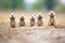 row of prairie dogs on alert with heads raised