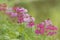 Row Of Primula Candelabra flowers