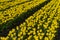 Row of a pure yellow and green tulp field. Bright sunlight colorful yellow tulps in a row on a farmers land, field
