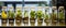 Row of rectangular bottles filled with various terrestrial plants on a table