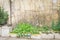 Row of recycle Styrofoam boxes and vegetable growing on trellis at container garden in Hanoi