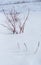 Row of red dogwood branches sticking out of deep snow in winter