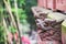 Row of red dragon heads in a chinese taoist temple