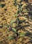 Row of red kale growing