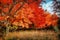 Row of Red Maple Trees in the Fall. Photo art.