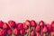 Row of red tulips on pink background with space for text, message 8 March, Happy Valentine`s day, Mother`s, Memorial, Teacher`s