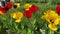 Row of Red and Yellow Tulips in Spring Video