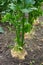 Row of ripe root celery