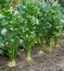 Row of ripe root celery