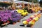 Row upon row of bright asters and hardy mums at local gardening center