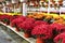 Row upon row of bright asters and hardy mums at local gardening center