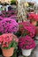 Row upon row of bright and colorful potted plants, cornstalks and hanging flowers at local market