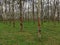 Row of rubber tree with latex rubber in cup & x28;Hevea brasiliensisin, sharinga tree& x29; in rubber tree plantations.