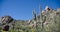 Row of Saguaro under Pinnacle Peak