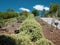 A row of saltbush plant native to Australia