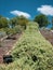 A row of saltbush plant native to Australia