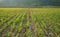 Row of sapling on vegetable field