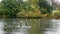 Row of sea gulls in Hyde Park in London