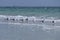 A row of seagulls sitting on the shore of the sea