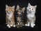 Row of seven maine coon cats on black