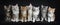 Row of seven maine coon cats on black