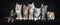 Row of seven maine coon cats on black