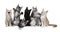 Row of seven Maine Coons on white