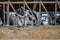 Row of silage in a dairy barn with stanchions. for cattle to eat through.