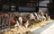 Row of Simmental cows eating