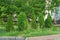 A row of small coniferous green spruces outdoors