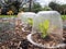 Row of small lettuce plants growing in DIY plastic containers