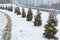 Row of Small Thuya trees is covered with snow. Thuja Smarag closeup on city landscape background. Conifer under the snow. Winter